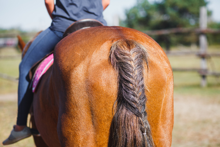 Pigtail or decoration of a horse from its tail.の写真素材
