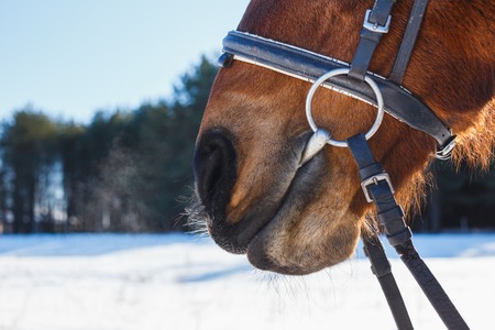 Funny nose of the horse against the blue sky.の写真素材