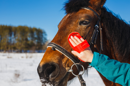 Caring for a horse after winter. Brushing the face to the brush.の写真素材