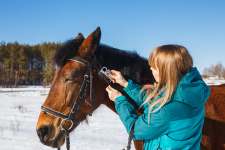 Girl combing black horse mane with a comb.の写真素材