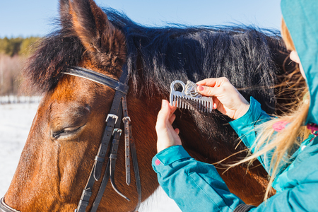 Girl combing black horse mane with a comb.の写真素材