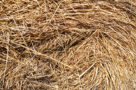 Texture of straw and hay closeup. Stack