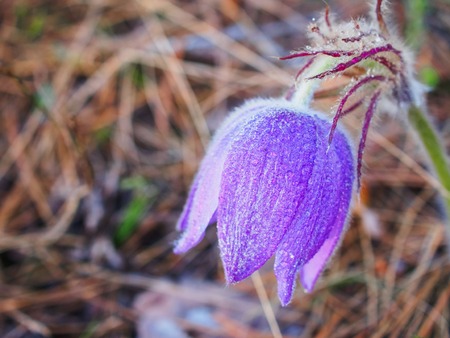 Bud pasque-flower in the spring forest at sunset.の写真素材