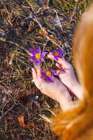 The girl collects pasque-flower in the spring forest.の写真素材