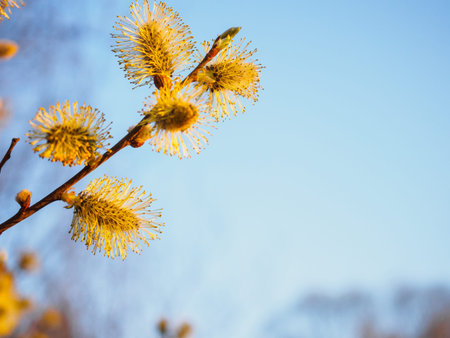 Spring young blossoming buds against a blue sky.