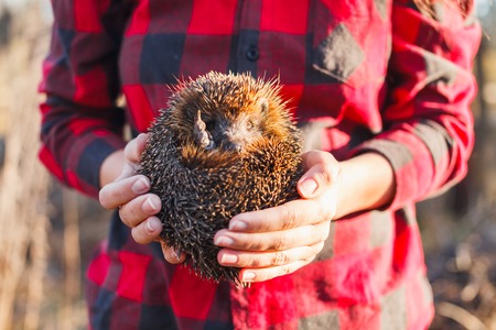 Girl in a red plaid shirt holding a hedgehog.の写真素材