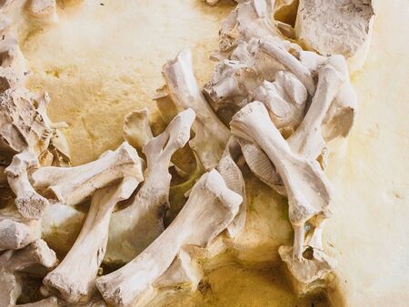 Russia, Bryansk region, Yudinovo. Museum Paleolithic - April 19, 2019: Excursion. The ancient site, the remains of a rounded dwelling-yarang from mammoth bones, built by people about 15 thousand years ago. Fragment of the foundation.のeditorial素材