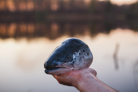 Salmon head on a man's outstretched arms above the water. Cooking fish in a hike.の写真素材