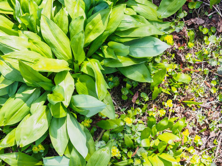 Gathering the first wild garlic in the forest.