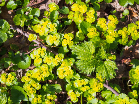 Yellow water flowers in the spring forest.