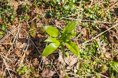 Gathering the first wild garlic in the forest.