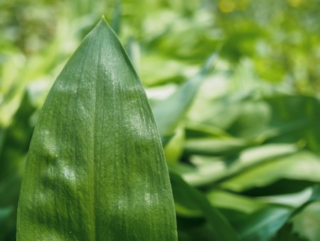 Green ramson leaf close-up on a green background.の写真素材