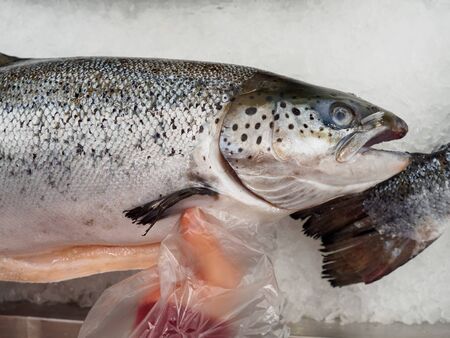 In the hands of a girl is a large fresh-frozen Atlantic salmon on a background of ice.の写真素材