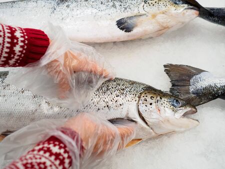 In the hands of a girl is a large fresh-frozen Atlantic salmon on a background of ice.の写真素材