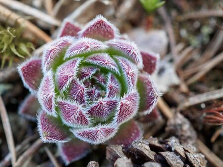 Juicy purple succulent in early spring in the forest.の写真素材