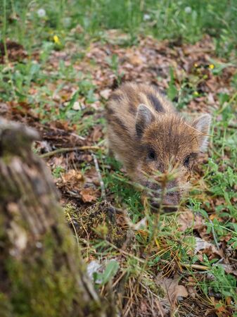 Little wild boar in the grass in the spring forest.の写真素材