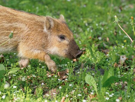 Little wild boar in the grass in the spring forest.の写真素材