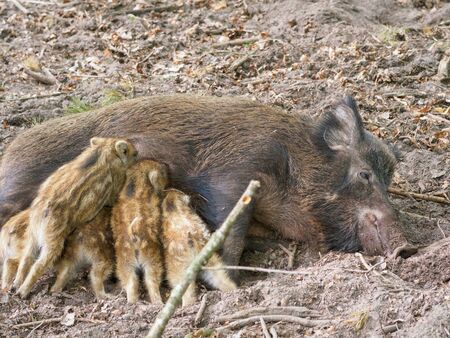 A wild boar mother feeds her little children with breasts.の写真素材