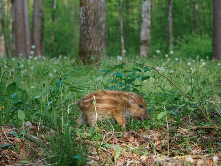 Little wild boar in the grass in the spring forest.の写真素材