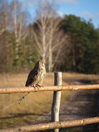 An owl sits on a wooden fence in a field.