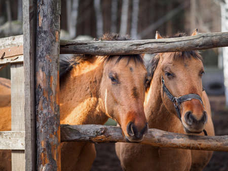 Portrait of two horses in the paddockの写真素材