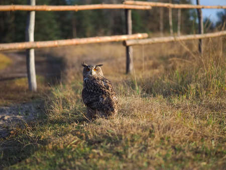 An owl walks on the grass. evening light.の写真素材