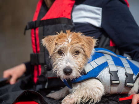 Portrait of a Jack Russell Terrier puppy in a blue life jacket .の写真素材