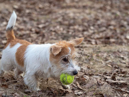 Jack Russell Terrier puppy carries a tennis ball in the forest.の写真素材