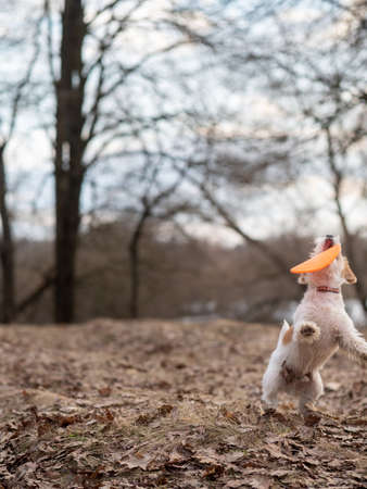 Jack Russell Terrier puppy caught his first plate of  flying disc .の写真素材