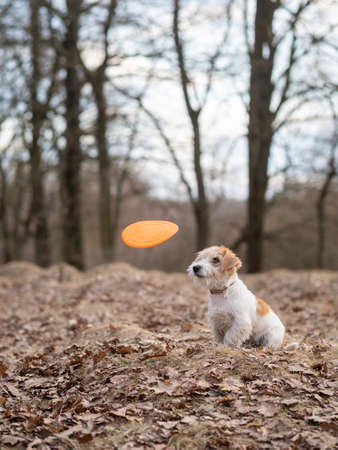 Jack Russell Terrier puppy catches  a flying disc in the forest.の写真素材