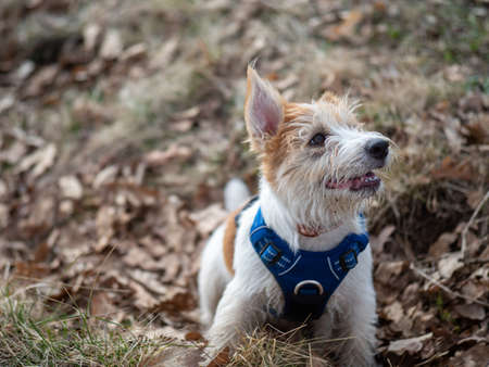 Portrait of a Jack Russell Terrier puppy in the spring forest.の写真素材