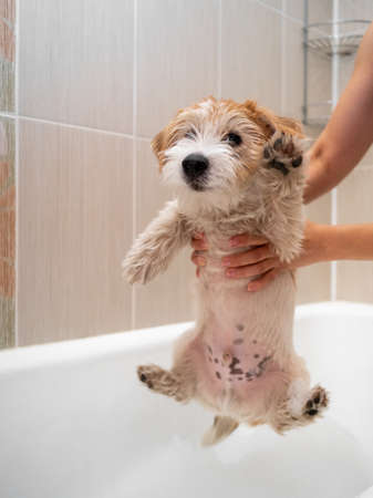Bathing a Jack Russell Terrier puppy in a bubble bath after a walk .の写真素材