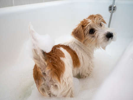 Jack Russell Terrier puppy is washed in the bathroom .の写真素材