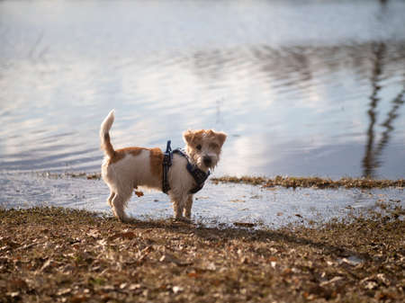 Jack Russell Terrier puppy stands by the water in the sunset light .の写真素材