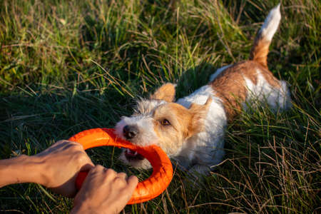 Tug of orange toy rings with Jack Russell Terrier.の写真素材