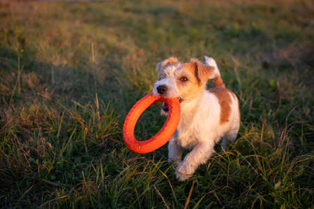 Jack russell terrier carries an orange toy ring in his teeth.の写真素材