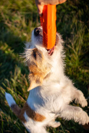 Jack russell terrier holds on to an orange toy ring and hangs in the air.の写真素材