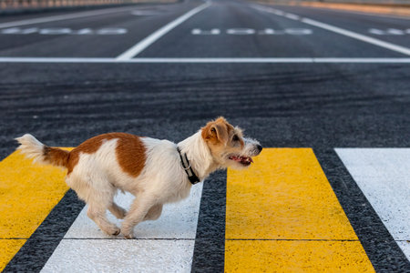 Jack Russell Terrier puppy runs alone on a pedestrian crossing across the road.