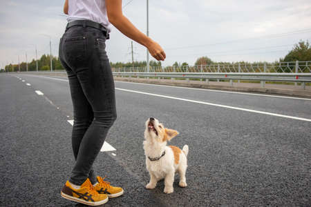 Girl and Jack Russell Terrier are standing on the road.の写真素材