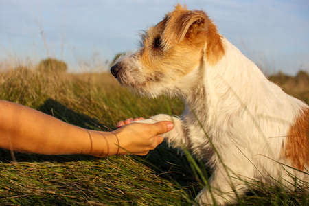 Jack Russell Terrier puppy gives a paw to a man on command.の写真素材