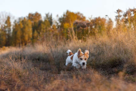 Wirehaired Jack Russell Terrier puppy running in an autumn field.の写真素材