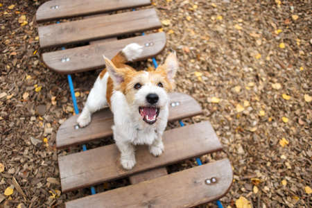 Agility lesson. dog training town. Wirehaired Jack Russell Terrier puppy sits on the step of a hanging rope ladder.の写真素材