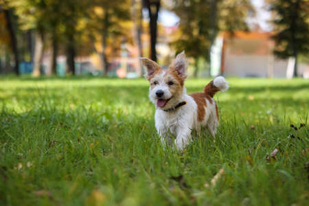 Portrait of Wire-haired Jack Russell Terrier on a background of yellow foliage in the park.の写真素材