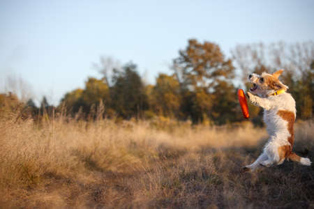 Agility lesson. Jack Russell Terrier puppy catches an orange puller in an autumn field.の写真素材