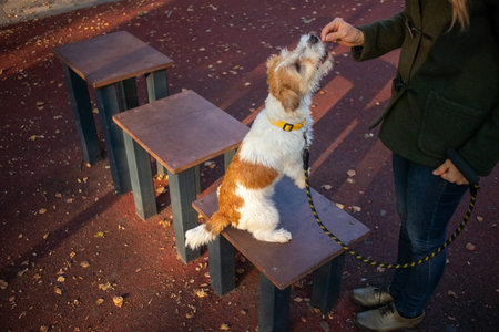learning lesson. Jack russell terrier puppy stands in front of a girl.