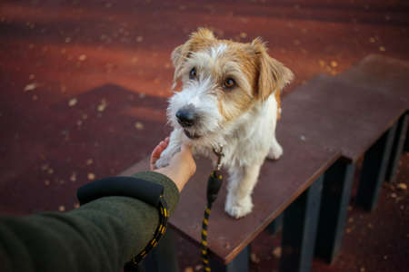 training lesson. A girl holds a paw of a Jack Russell Terrier puppy in her hand.の写真素材