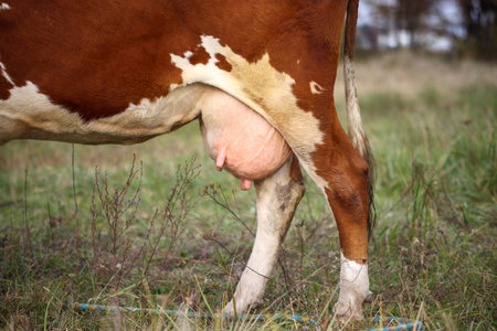 Cow udder close-up on a background of greenery.