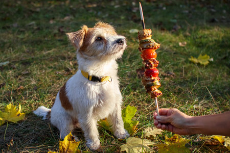 Wirehaired Jack Russell Terrier puppy looking at the barbecue.