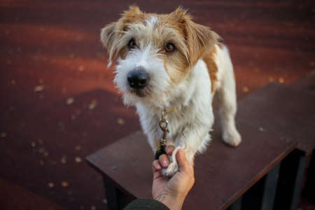 training lesson. A girl holds a paw of a Jack Russell Terrier puppy in her hand.の写真素材
