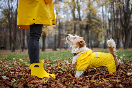 Jack russell terrier in a yellow raincoat stands in front of a girl in the park.
